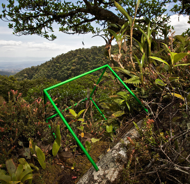 Along the stout limb of a strangler fig a hundred feet up in the canopy of the Monteverde cloud forest in Costa Rica, a luxuriant garden grows. To survey this tropical richness, Liittschwager sampled day and night, and the team recorded 24 plant species and more than 500 insects representing 100 species within the cube's green borders. Along the stout limb of a strangler fig a hundred feet up in the canopy of the Monteverde cloud forest in Costa Rica, a luxuriant garden grows. To survey this tropical richness, Liittschwager sampled day and night, and the team recorded 24 plant species and more than 500 insects representing 100 species within the cube's green borders.
